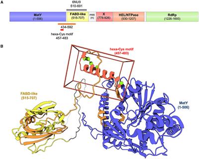 Hepatitis E virus RNA replication polyprotein: taking structural biology seriously